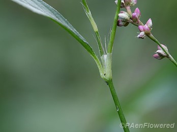 Long-Bristled Smartweed